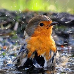 ~Mystiq ~😉 “Scents were like rain, or birds. They left and came back.”