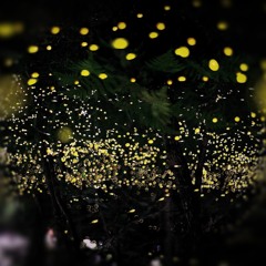 Fireflies