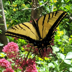 Tiger Swallowtail