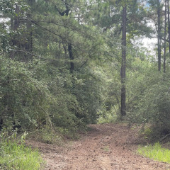 Whispers of the Earth