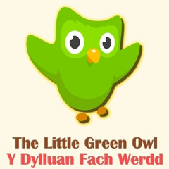 The Little Green Owl
