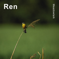 Meadowlark