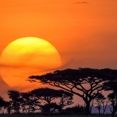 STRG!FORM ~ Serengeti Selenite