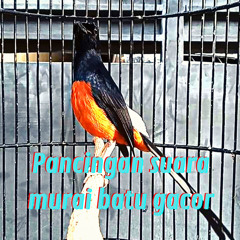 Pancingan Suara Murai Batu Gacor (Live)