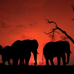Africa - Instrumental Afro / Chill / Rap