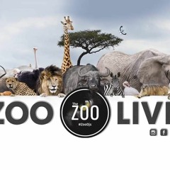 #ZooLivePodcast01
