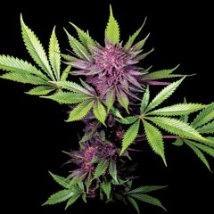 NOCTURNE # 6 - BLACK WEED