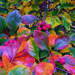 Sound Sanctuary Volume 2