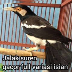Jalak Suren Gacor Full Variasi Isian