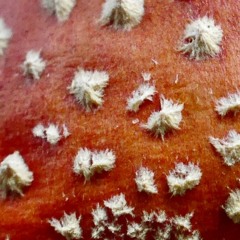 Hide And Seek (Techno Remix)