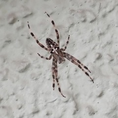 Hyperactivemode ( Colab )