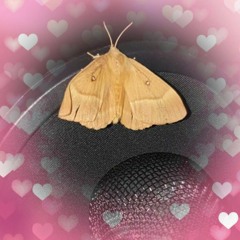 Petit papillon - OLF Team