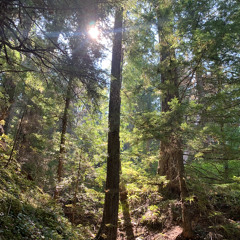 Gifford Pinchot National Forest 2025-08-24 (raw)