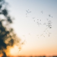 He came like the wind, like the wind touched everything, and like the wind was gone (pierrot sextet)