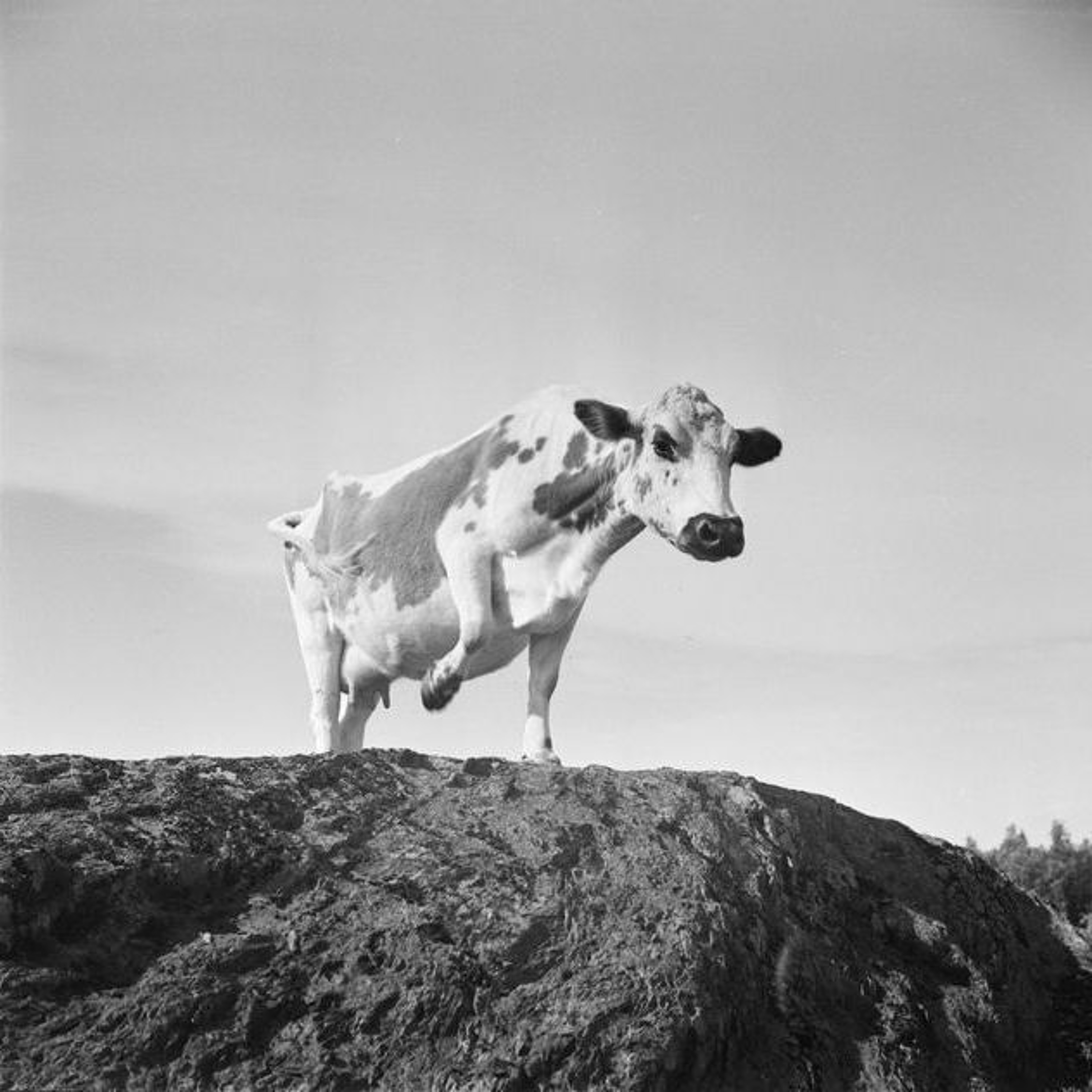 Ilmiö