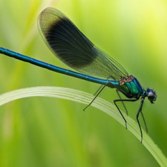 Cant spell mosquito without A B A C B B