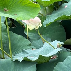 Alessandra Celletti - Meditative [re-imagination by Marco Lucchi & Henrik Meierkord]