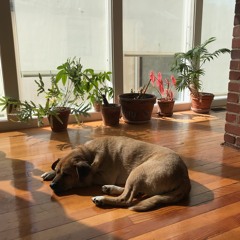 Taking The Dogs For A Walk