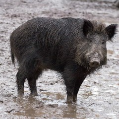 A family of Wild Boars