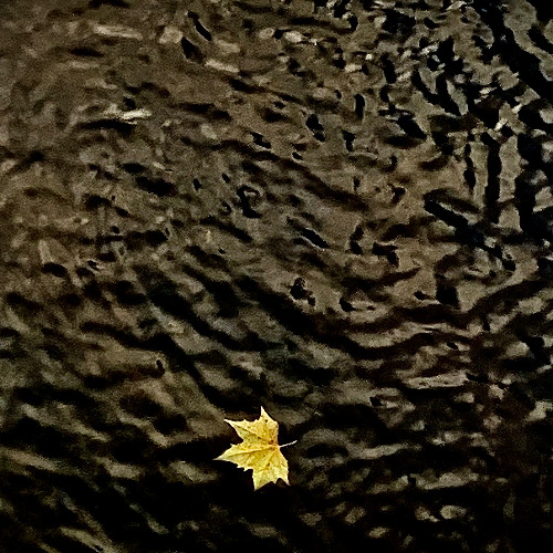A Single Yellow Leaf Floats By as the Creek Floats By