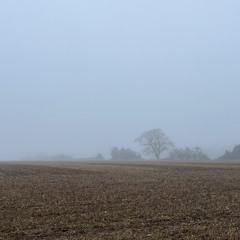 Tawny Owl Calls, Holbrook, 26th December 2024