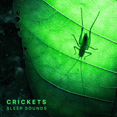 Crickets Sleep Sounds (Mindfulness & Relaxation), Pt. 15