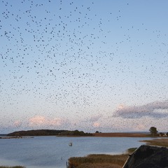 Meere, Stein, Paarbier EP
