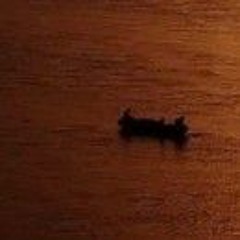 Kaash Tere Ishq Me Neelam ho jau Aakhri boli Laga Main Tere Naam Ho jaaun.mp3