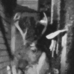 Coldfish - Sleep (Demo)