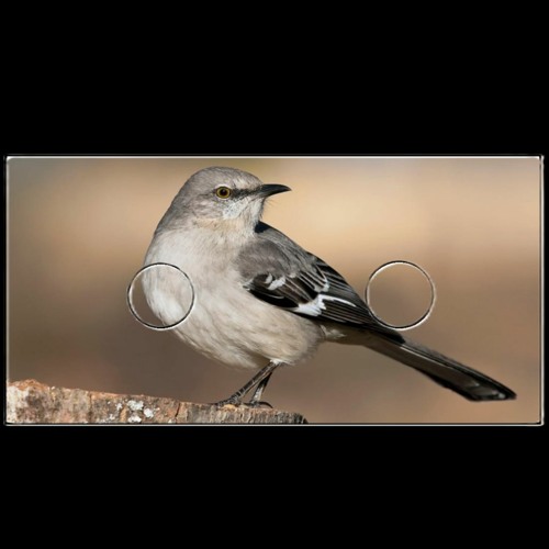 Mockingbird Rewind