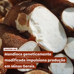 Mandioca geneticamente modificada impulsiona produção em Minas Gerais