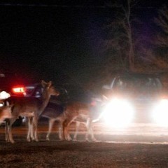 deer in the headlights (mndls1600)