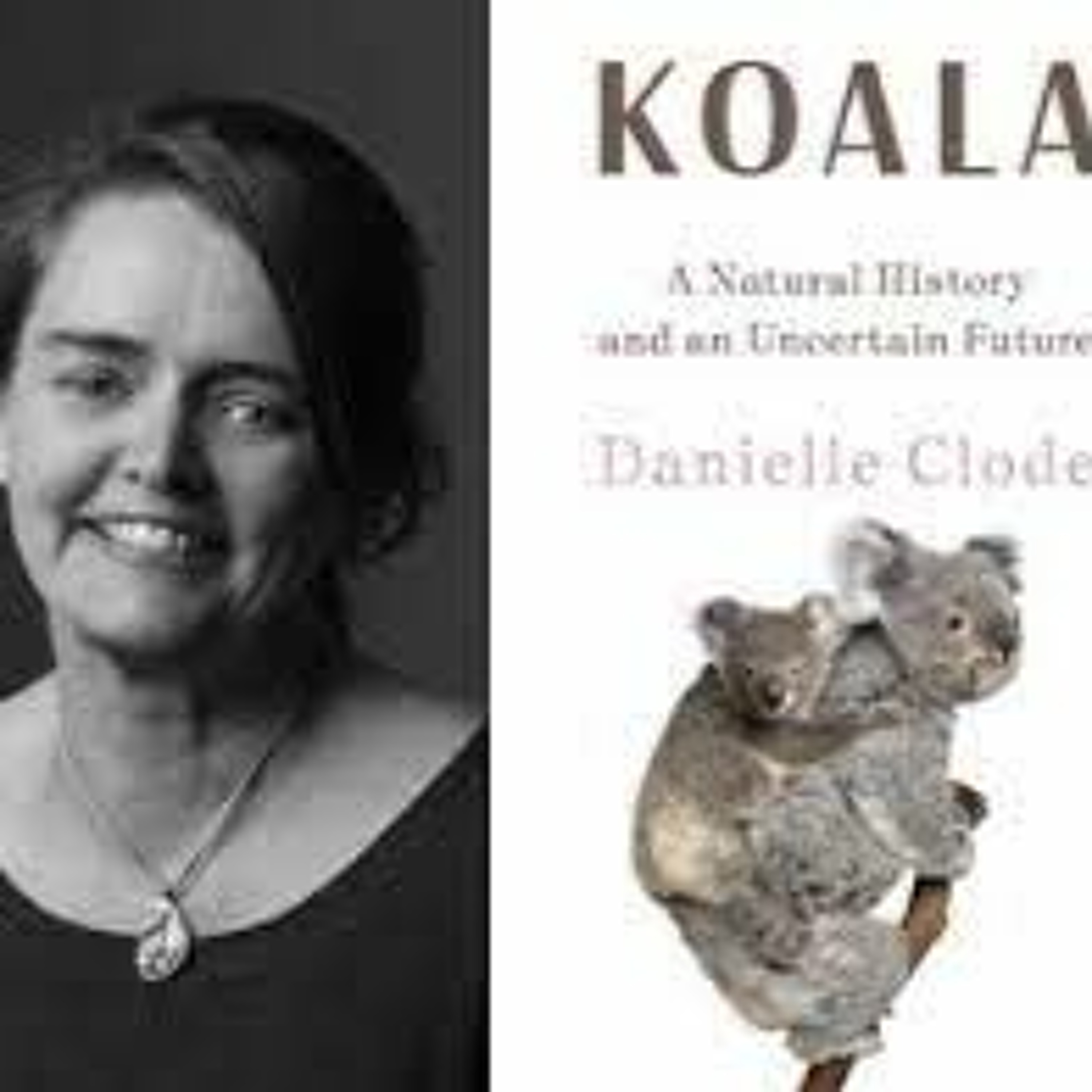 Danielle Clode on Koala