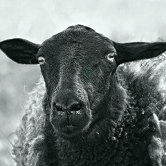 Black Sheep (Remix)