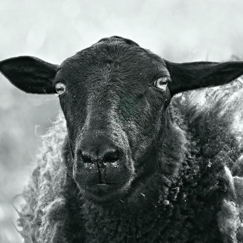Black Sheep (Remix)