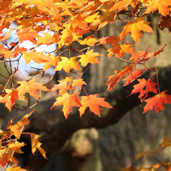 When the Leaves Turn Gold