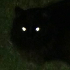 Punishment - Gallows