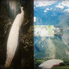 pfau