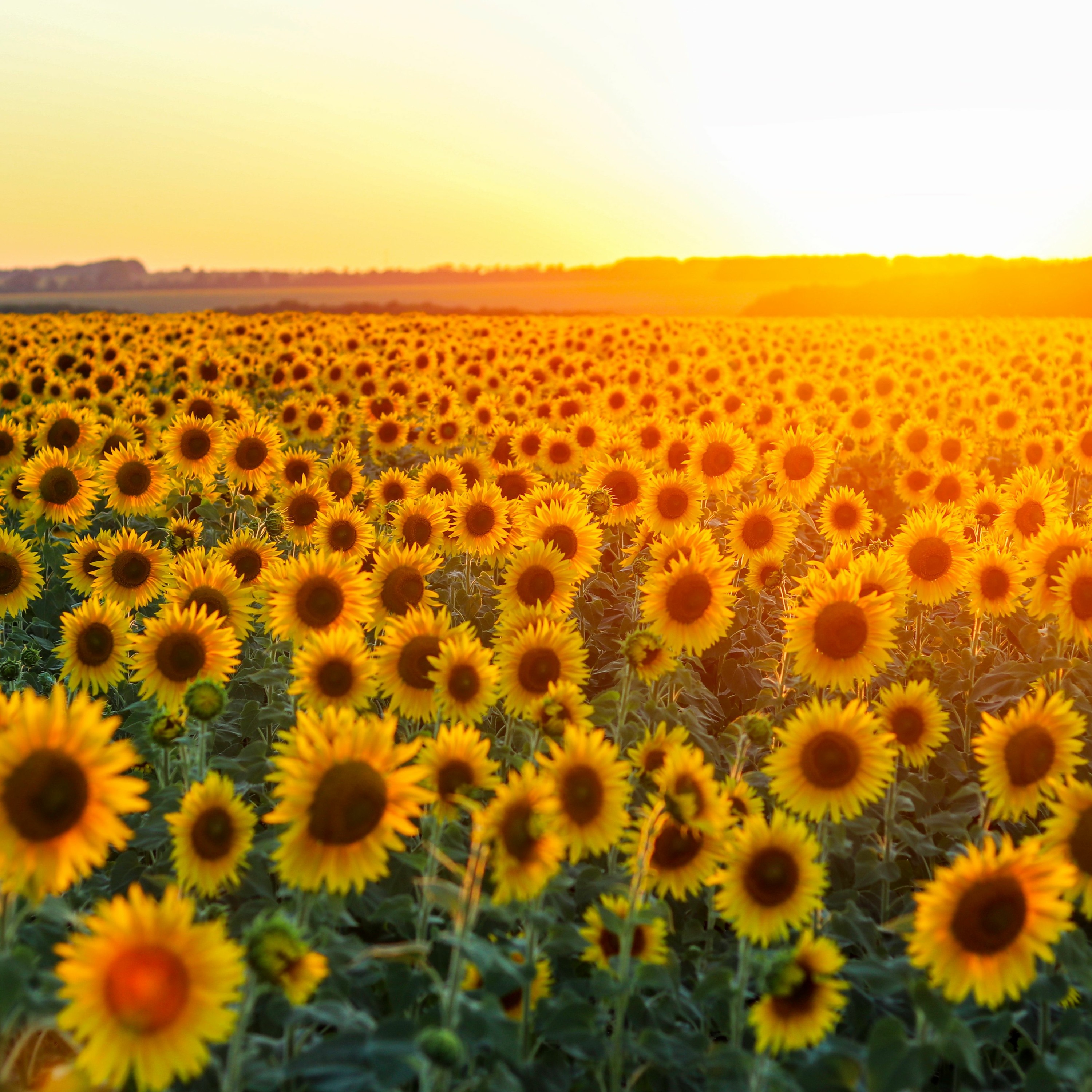 Summer Happy Day - No Copyright Music episode artwork