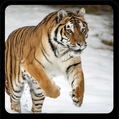 Chris Lions - running