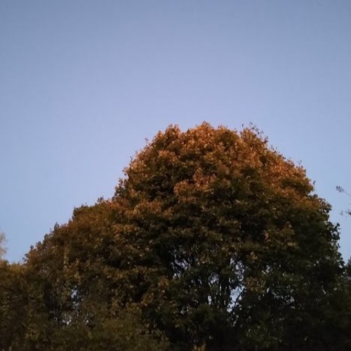 Stream Jezebel (Iron & Wine Cover) by Starfolder Listen online for