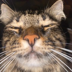 ts
