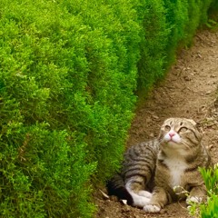 고양이 산책(Cat Walking)