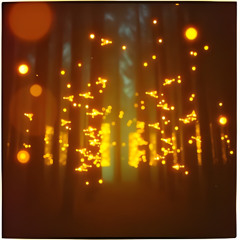 CANZONI DEL BOSCO - LE LUCCIOLE CANTANO  - RELEASE - Deneb