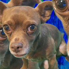 Return of Sassy Molassy