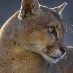 PUMA (prod.TheSkyBeats)