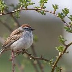 HIS EYE IS ON THE SPARROW
