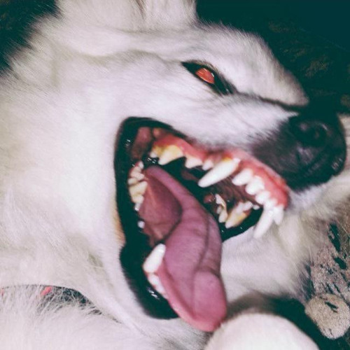 [free] shed theory + joeyy + experimental type beat "teeth"
