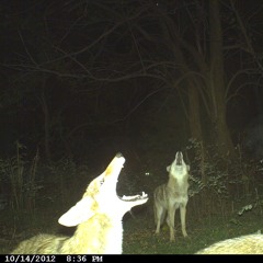 (,,>﹏<,,) ✩₊˚.⋆☾⋆⁺₊✧.wav