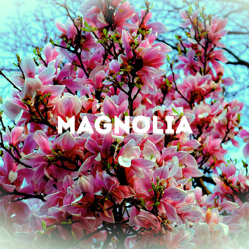 MAGNOLIA